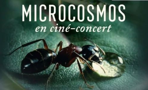 Microcosmos en ciné-concert