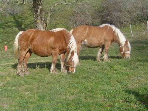 MUSéE RELAIS DU CHEVAL DE TRAIT COMTOIS ET DE LA FORêT